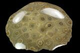 Polished Fossil Coral (Actinocyathus) Head - Morocco #128179-2